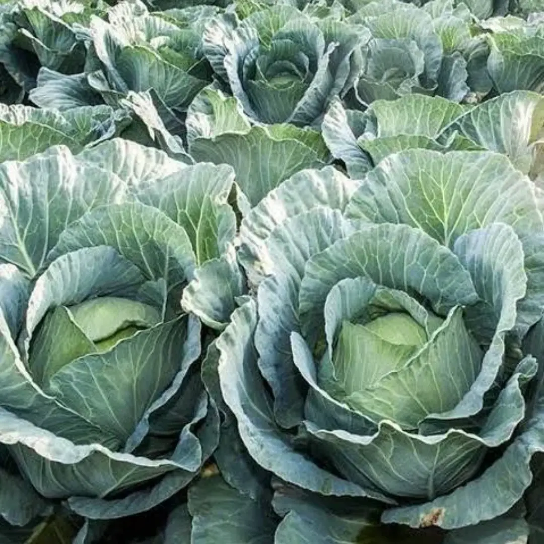 Cabbages