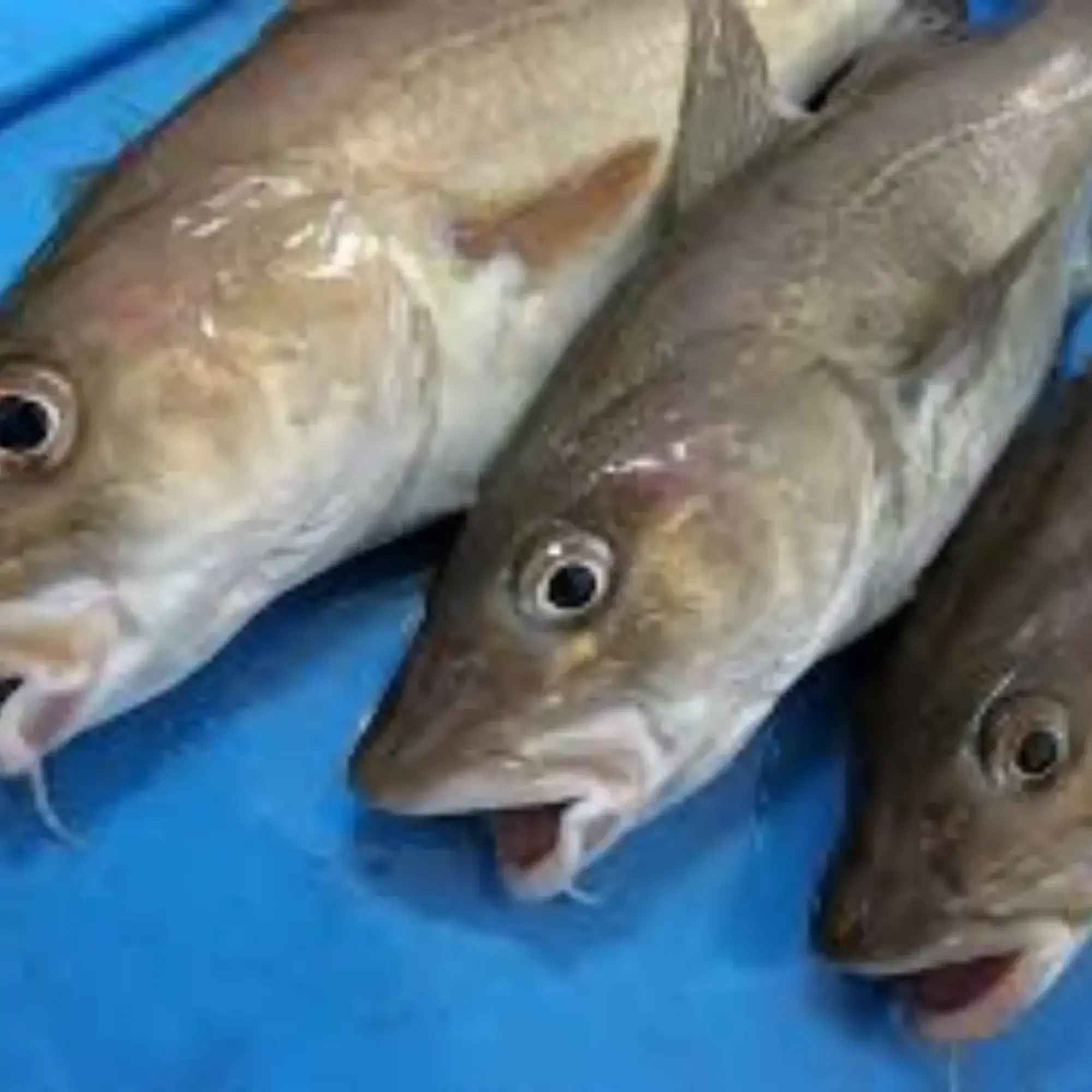 Cod