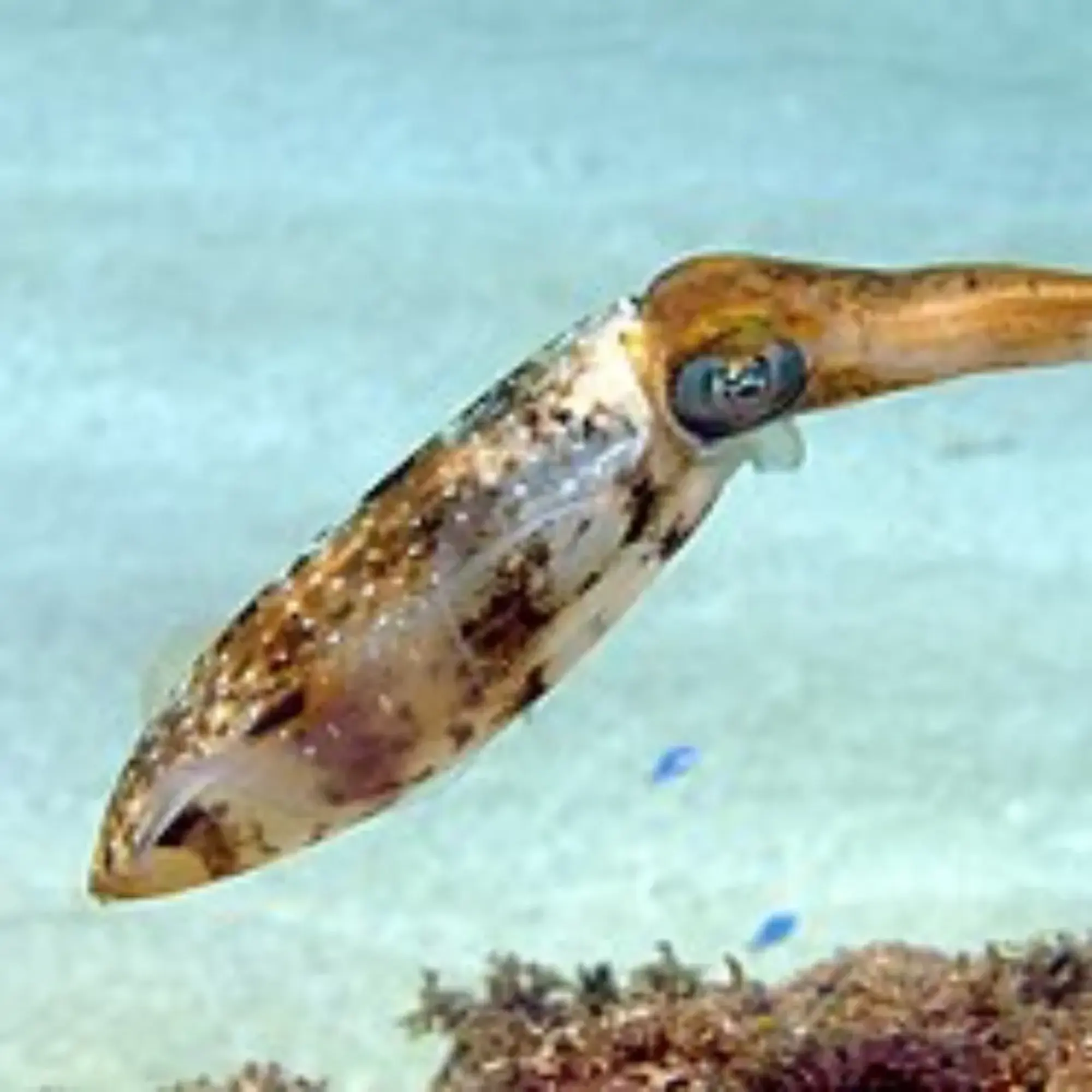 Squid