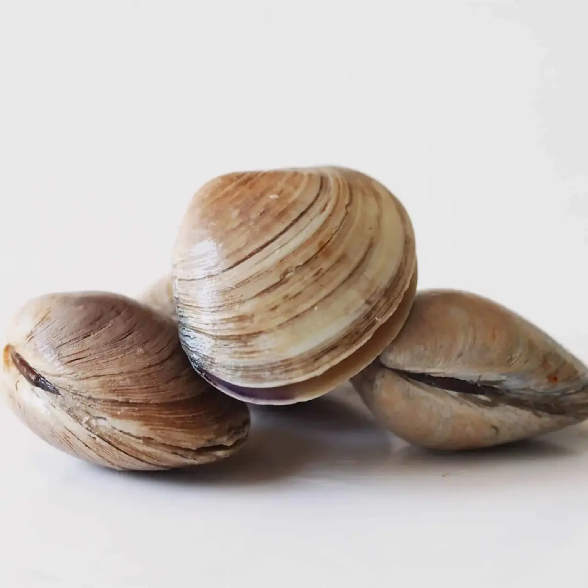 Clams