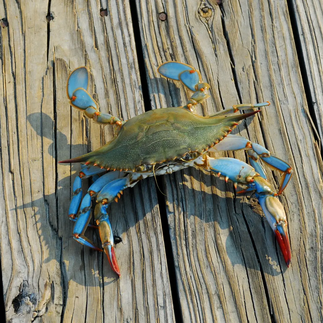 Blue Crab