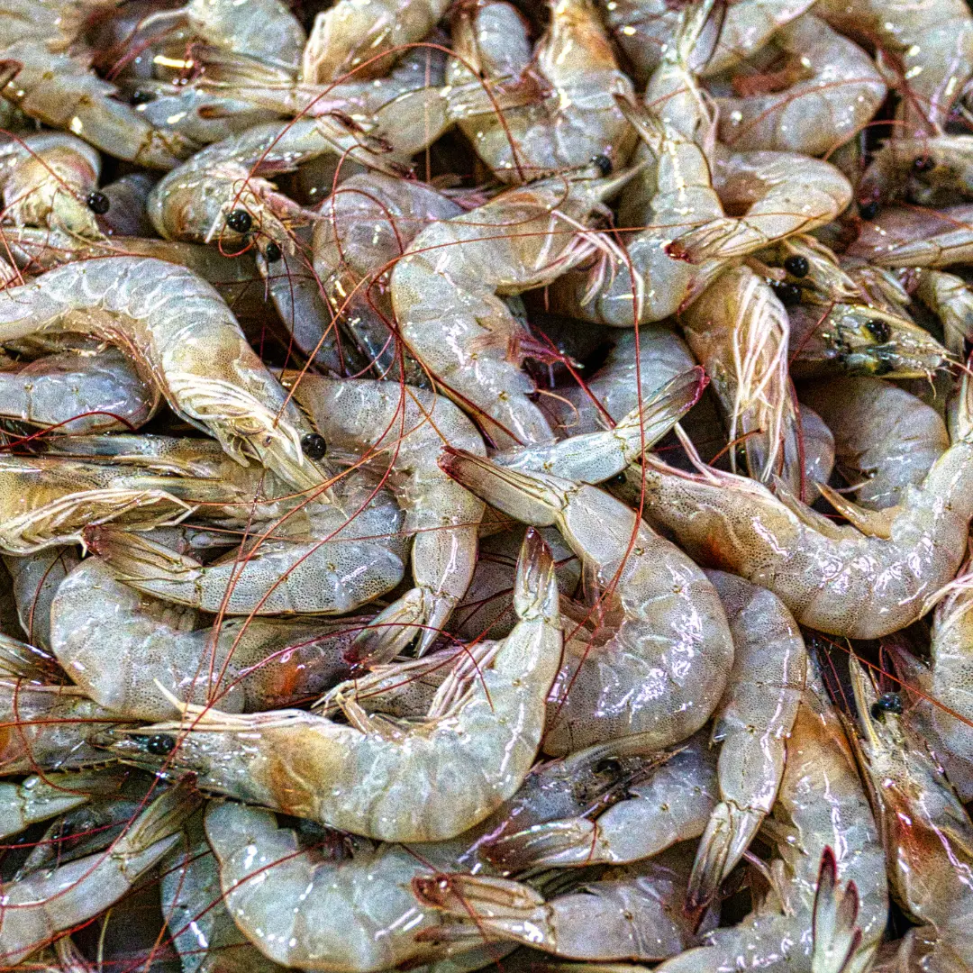 Carabineros Shrimp