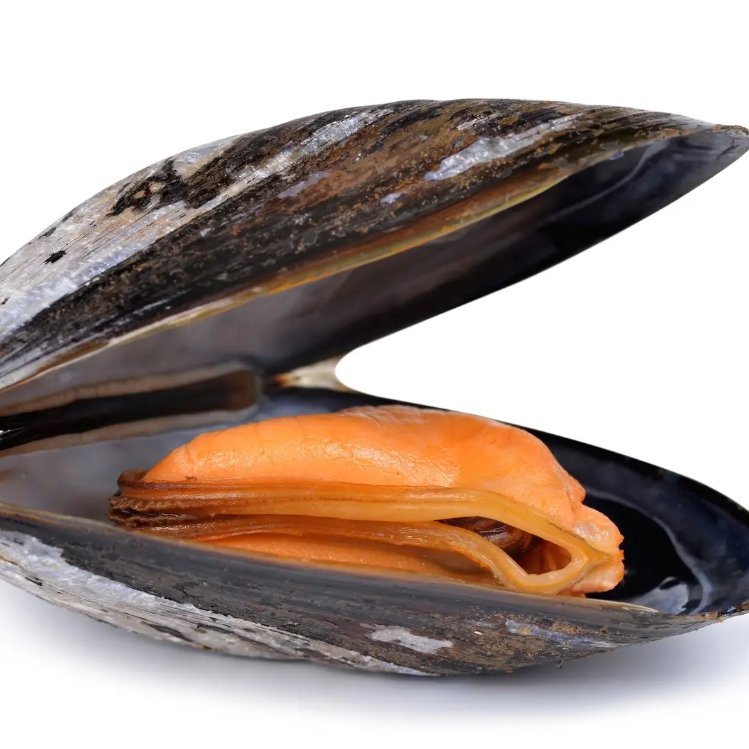 Mussels