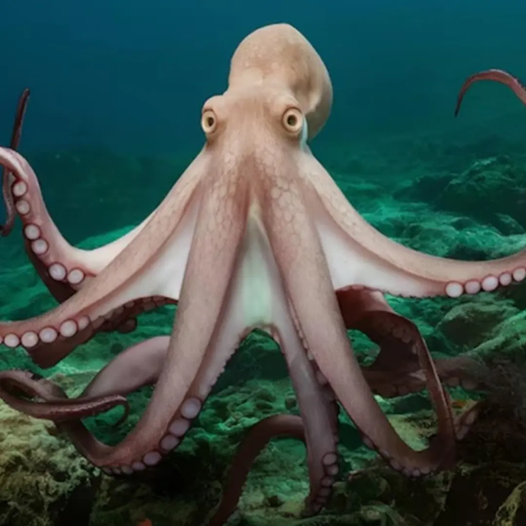 Octopus