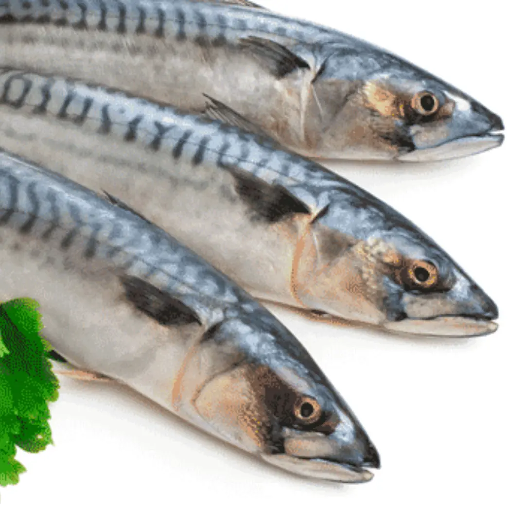 Oily fish
