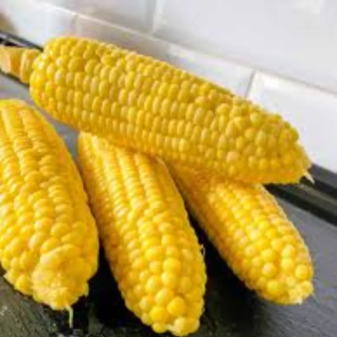 Sweet Corn